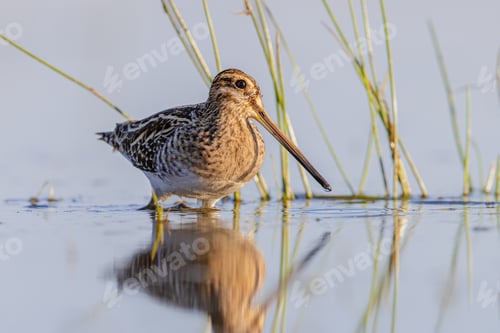 Preview: Common snipe in Wetland bright background