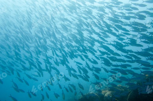 Preview: School of striated fusilier fish in the sea