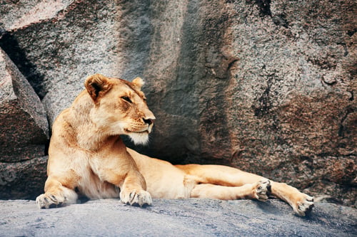Preview: Lioness resting on the rock