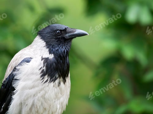 Preview: Hooded crow a portrait