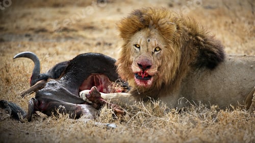 Preview: Lion with a bloody face eating its prey in Tanzania
