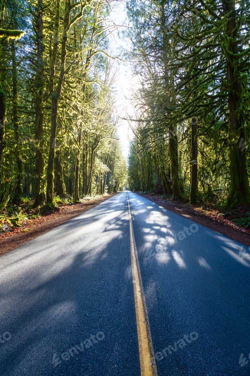 Preview: Beautiful View of a Scenic Road in the Green Forest during a sunny fall season day