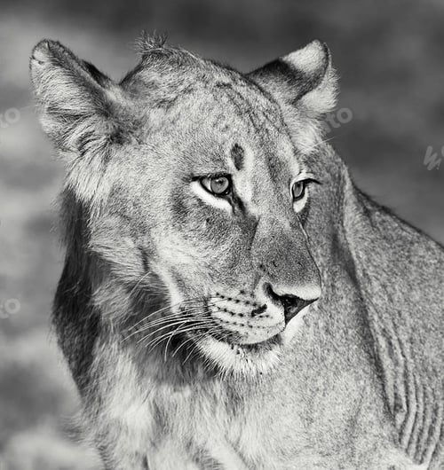 Preview: A Beautiful wildlife in the World