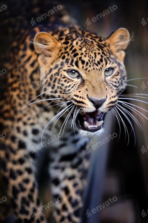 Preview: Close angry leopard portrait
