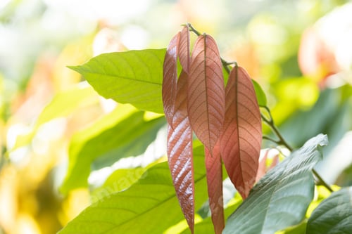 Preview: Cacao Tree (Theobroma cacao). Organic cocoa fruit pods in nature.