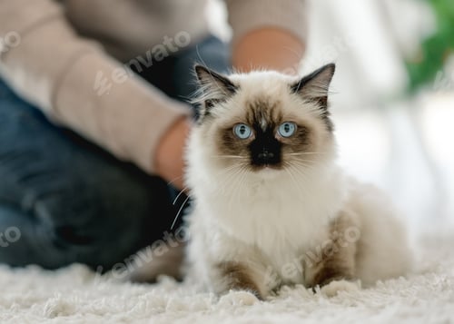 Preview: Girl with ragdoll cat