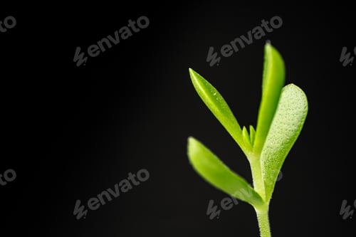 Preview: Small young green sprouts of a plant on black background