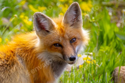 Preview: Fox in Yellowstone National Park