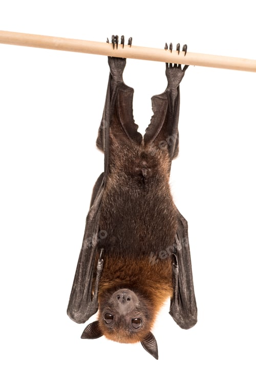 Preview: Lyle's flying fox hanging from a branch, Pteropus lylei, isolate