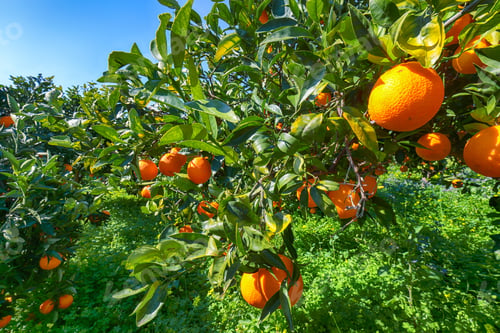 Preview: Ripe oranges on tree in orange garden.