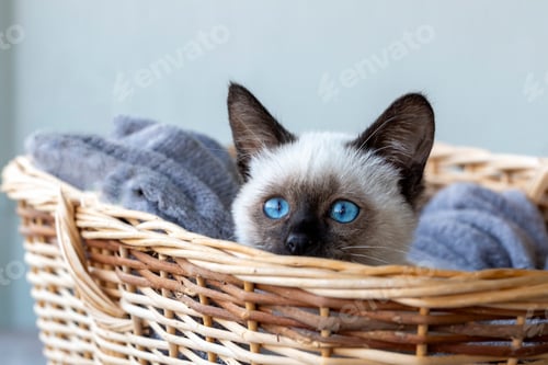 Preview: Cute kitten siamese cat indoor