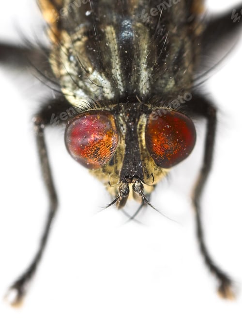 Preview: Housefly - Musca domestica. A photo of an ordinary housefly (Musca domestica).