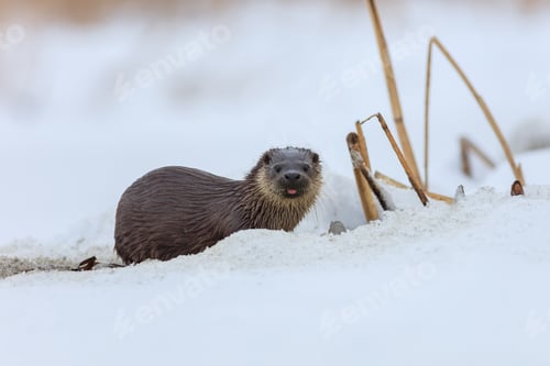 Preview: european otter (lutra lutra)