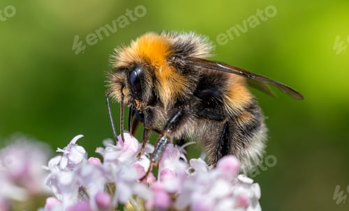 Preview: Bumblebee collects nectar from the flower. Close-up macro.