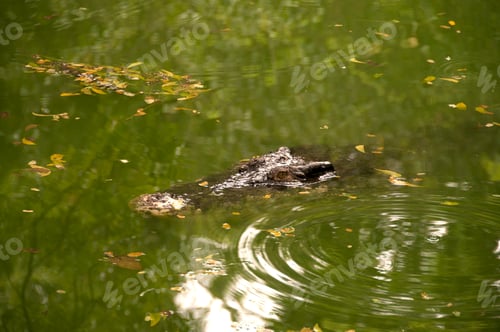 Preview: Close up of a crocodile