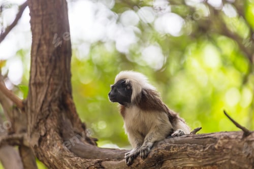 Preview: Tamarin