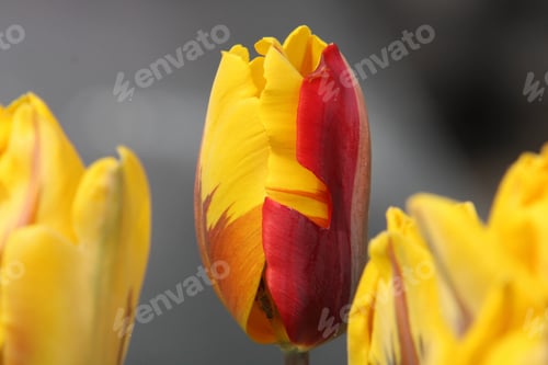 Preview: Tulip