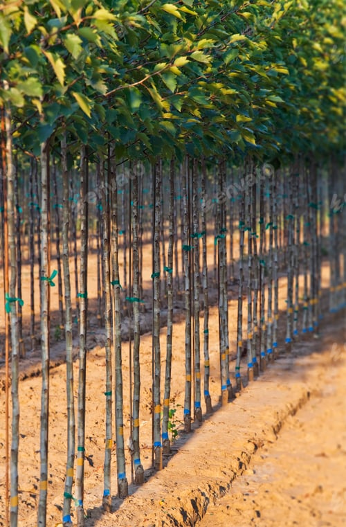 Preview: A tree nursery, rows of young sapling trees being grown