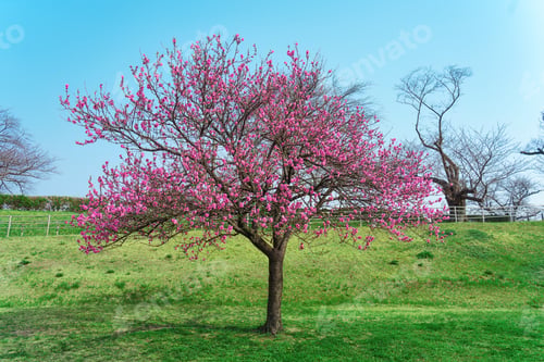 Preview: Vivid pink cherry blossom in green field under clear blue sky