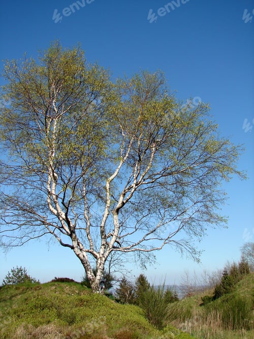 Preview: the tree is on a hill near the field and water