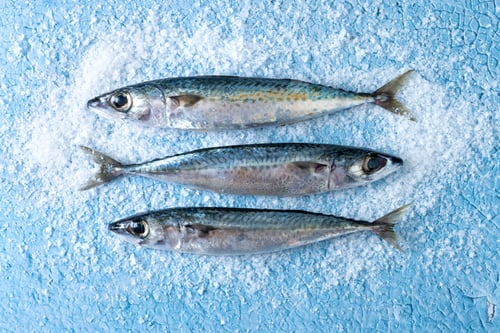 Preview: Raw mackerel fish with salt around isolated on white background