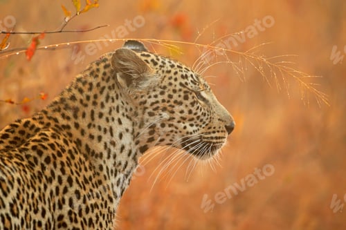 Preview: Portrait of a leopard - South Africa