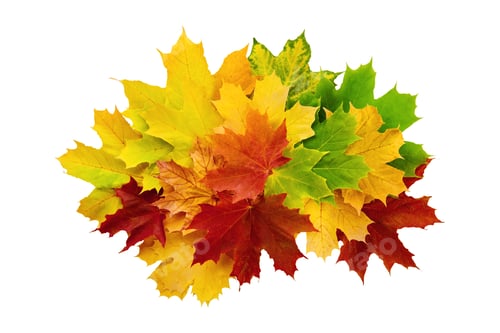 Preview: Set or various of autumn maple leaves lying in row isolated on white background with clipping path.