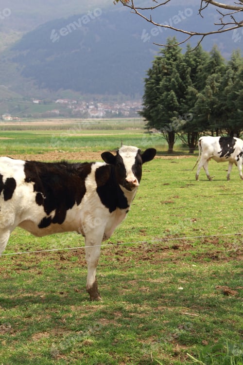 Preview: Cow
