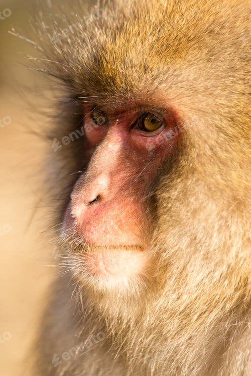 Preview: Monkey