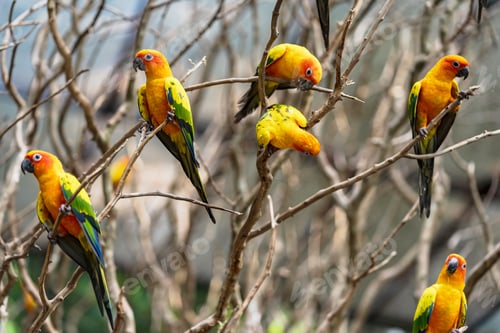Preview: Beautiful colorful sun conure parrot birds