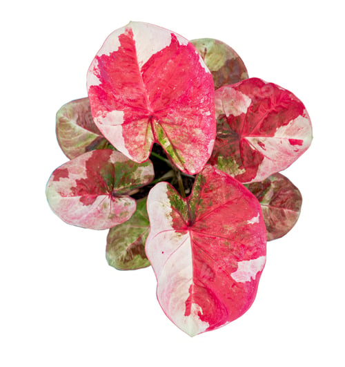 Preview: caladium on white background isolate with clipping path. Queen of the leaves plants. Co
