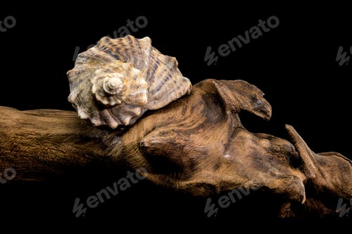 Preview: Rapana venosa shell resting on driftwood against a black background