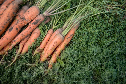 Preview: Fresh dirty carrot on green grass
