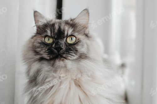 Preview: Portrait of Long Haired gey gorgeous Cat