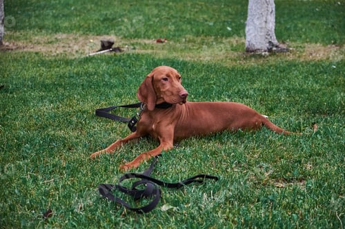 Preview: A brown dog is lying on the grass