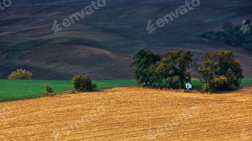 Preview: Scenic view of a golden field on a sunny day in Moravia, Czech Republic