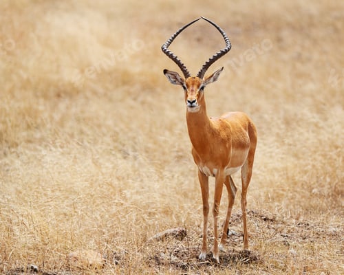 Preview: Impala with tall antlers in Kenya Africa