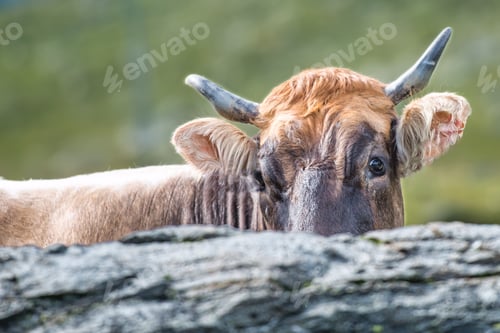 Preview: A cow observes between the stones