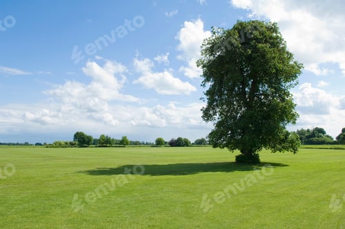 Preview: Sunlit view of green fields and tree