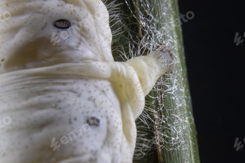 Preview: Close-up of a silkworm on a black background