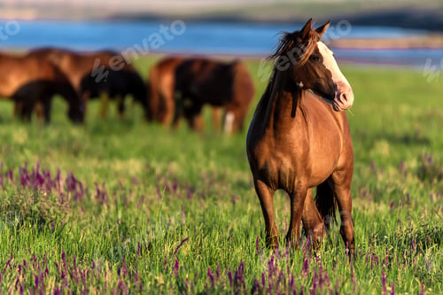 Preview: Wild horses graze in the sunlit meadow