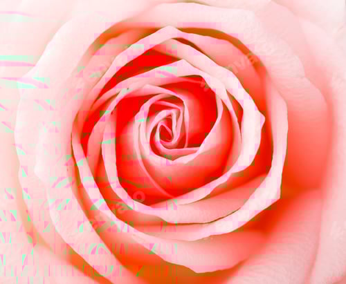 Preview: Pink Rose