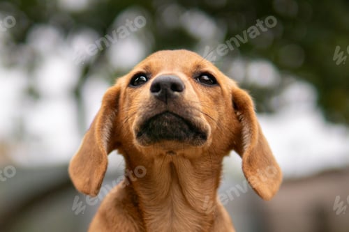 Preview: Closeup portrait of a cute dachshund puppy face.