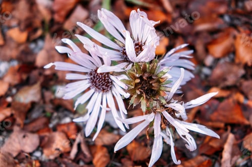 Preview: Detailed view of Berkheya purpurea flowers, featuring light purple petals and brown centers