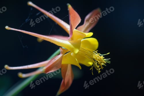 Preview: Closeup shot of a Western columbine, Aquilegia formosa from San Luis Obispo