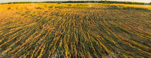 Preview: The wheat died after a downpour in field. Consequences of bad weather. Panorama, panoramic View