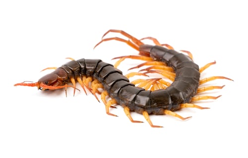 Preview: centipede isolated on white background