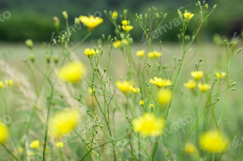 Preview: Field in bloom