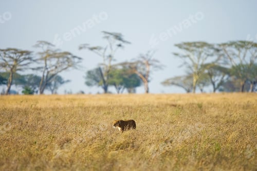 Preview: Lioness Strolling Through Golden Grasslands on Sunny Day