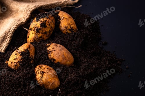 Preview: Raw young potato in the ground